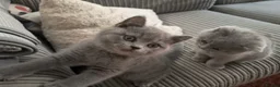 British Shorthair cats for sale: GCCF Registered Britsh Shorthairs £990 for both - Advert 10