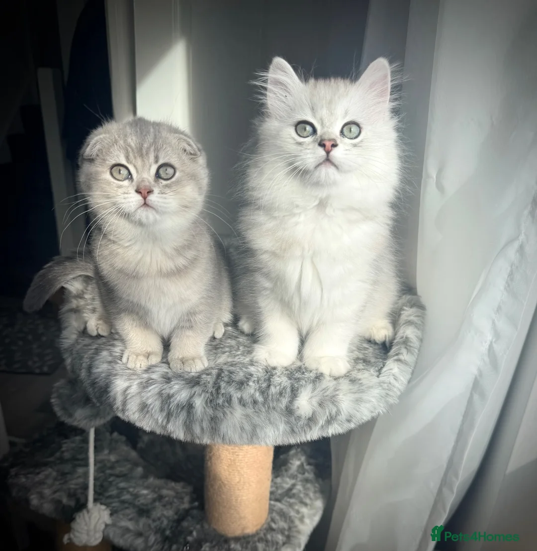 Scottish Fold cats for sale: 😻Stunning Scottish fold/straight kittens❤️😍😻 - Advert 2