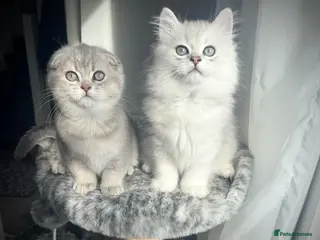 Scottish Fold cats 😻Stunning Scottish fold/straight kittens❤️😍😻 - Advert 3