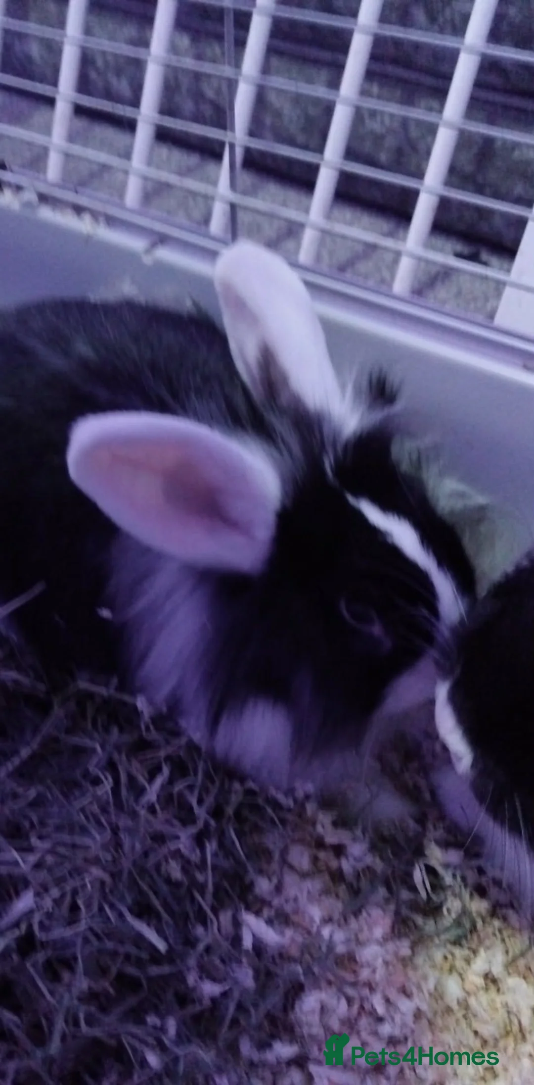 Mixed Breed rabbits for sale: Pair of bunnys in Peterlee - Advert 4