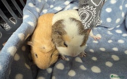 Guinea Pig rodents for sale: 2 boy guinea pigs for a loving family  - Image 3