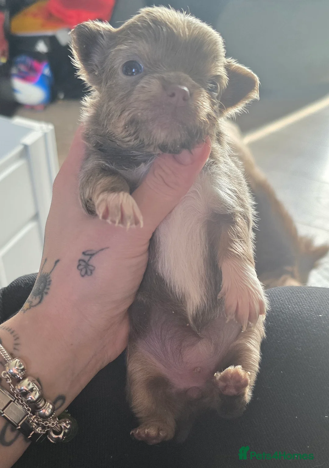 Chihuahua dogs for sale: Exquisite 4 Lilac Tri Chihuahua Puppies - Advert 11