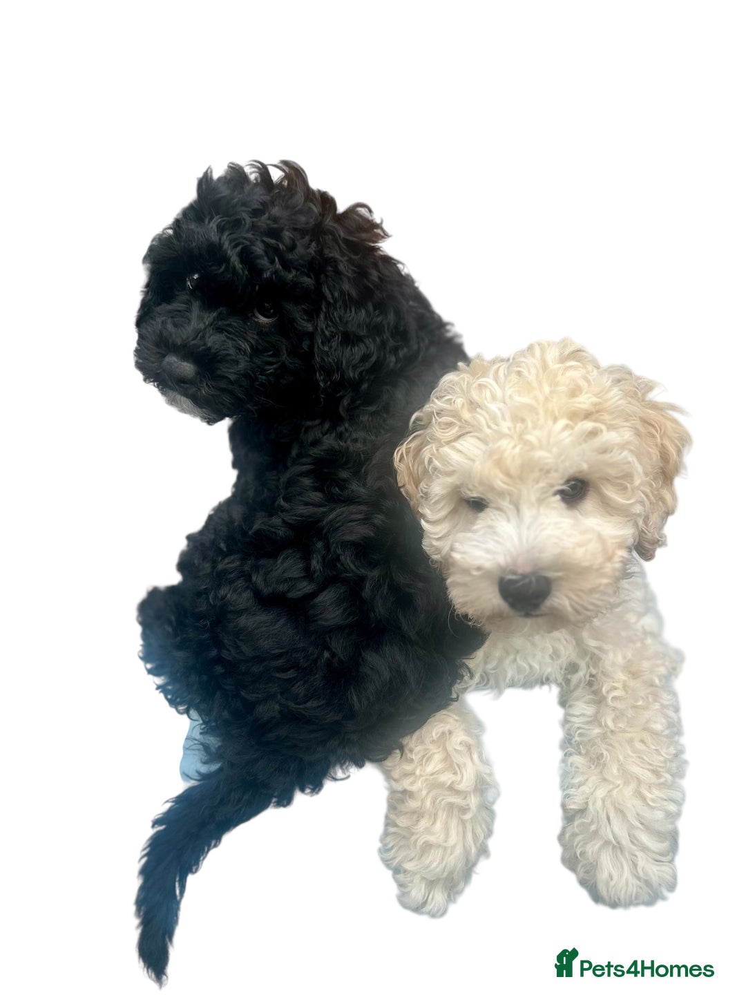 Maltipoo dogs for sale: Stunning F1b Toy Maltipoo puppies  in Bristol - Image 6