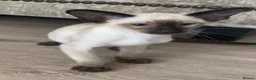 Oriental cats for sale: Male Chocolate point  - Advert 6