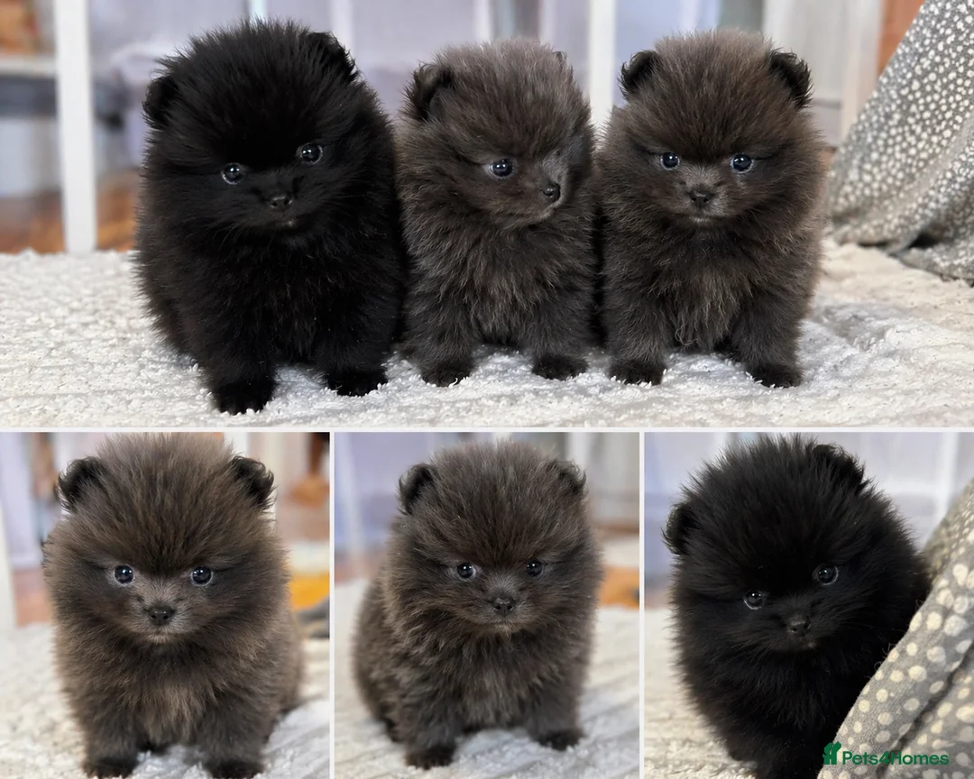 Pomeranian dogs for sale: 🧸🧸🧸 Three Little Teddy Bears 🧸🐼🐻🐻‍❄️ - Advert 1