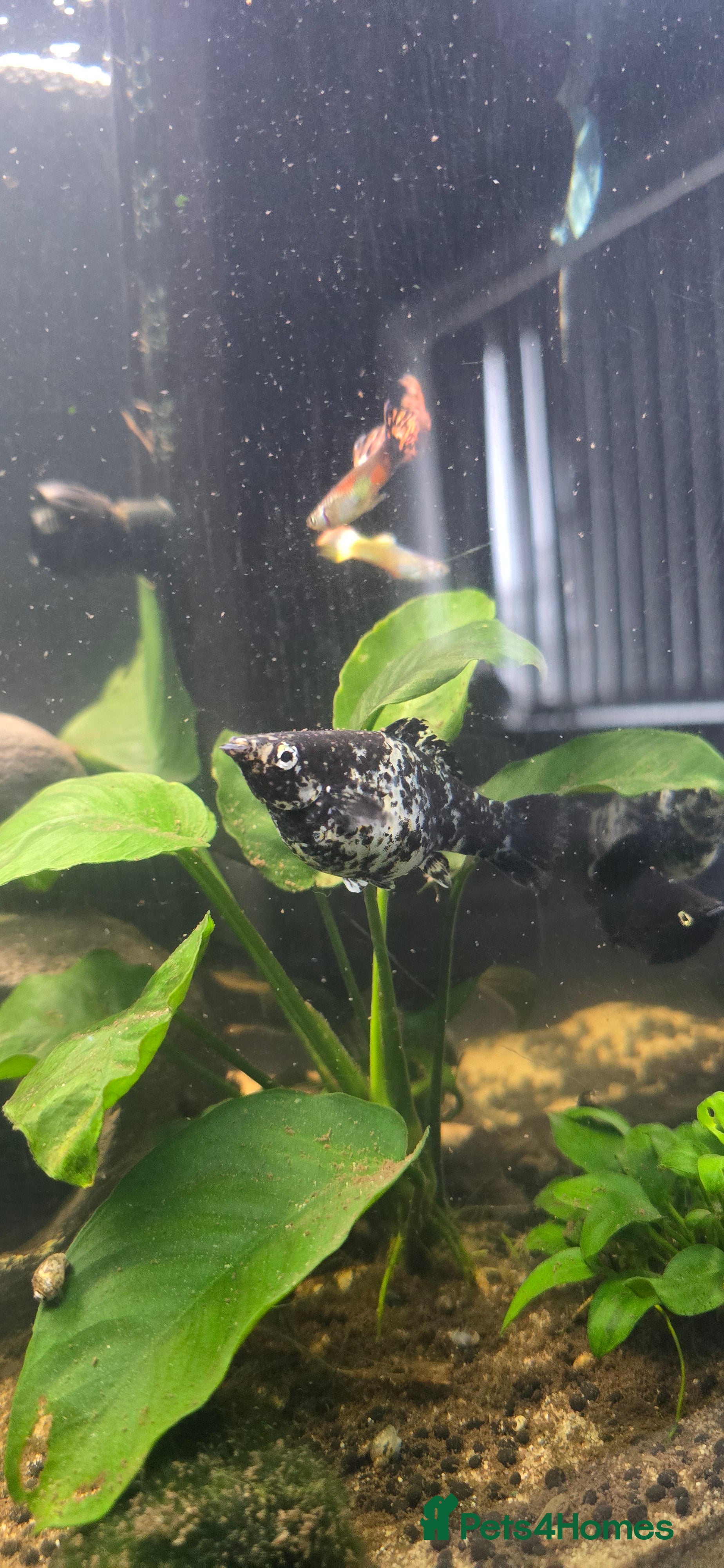 Mollies fish Dalmatian Mollies - Advert 1