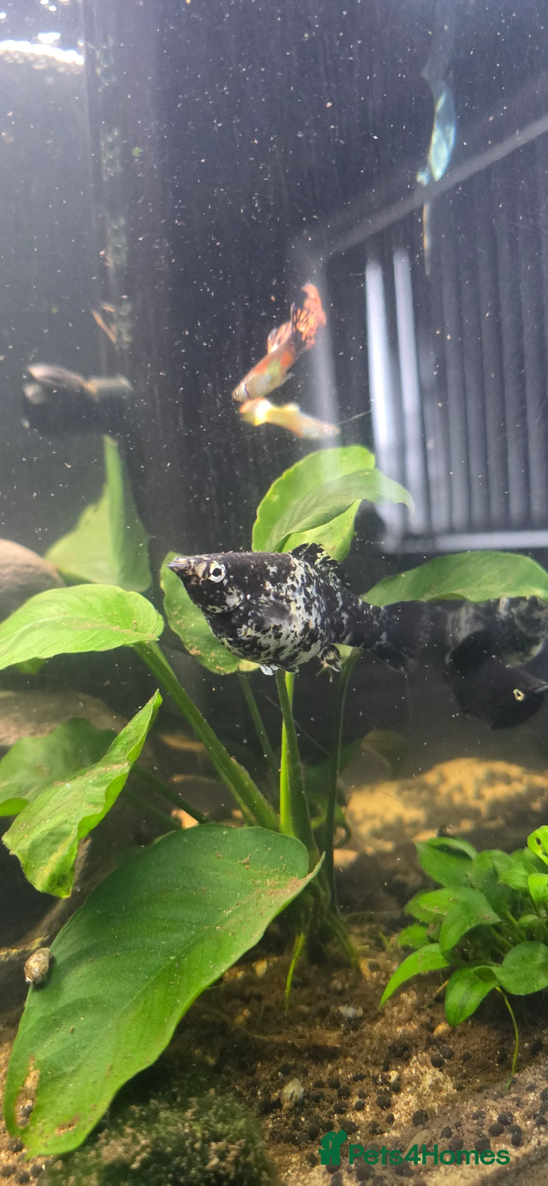 Mollies fish for sale: Dalmatian Mollies - Advert 1