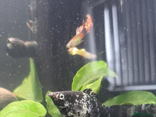 Mollies fish Dalmatian Mollies - Advert 1