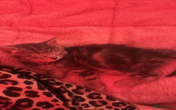 Bengal cats for sale: REDUCED 12week old bengal for sale ASAP - Image 9