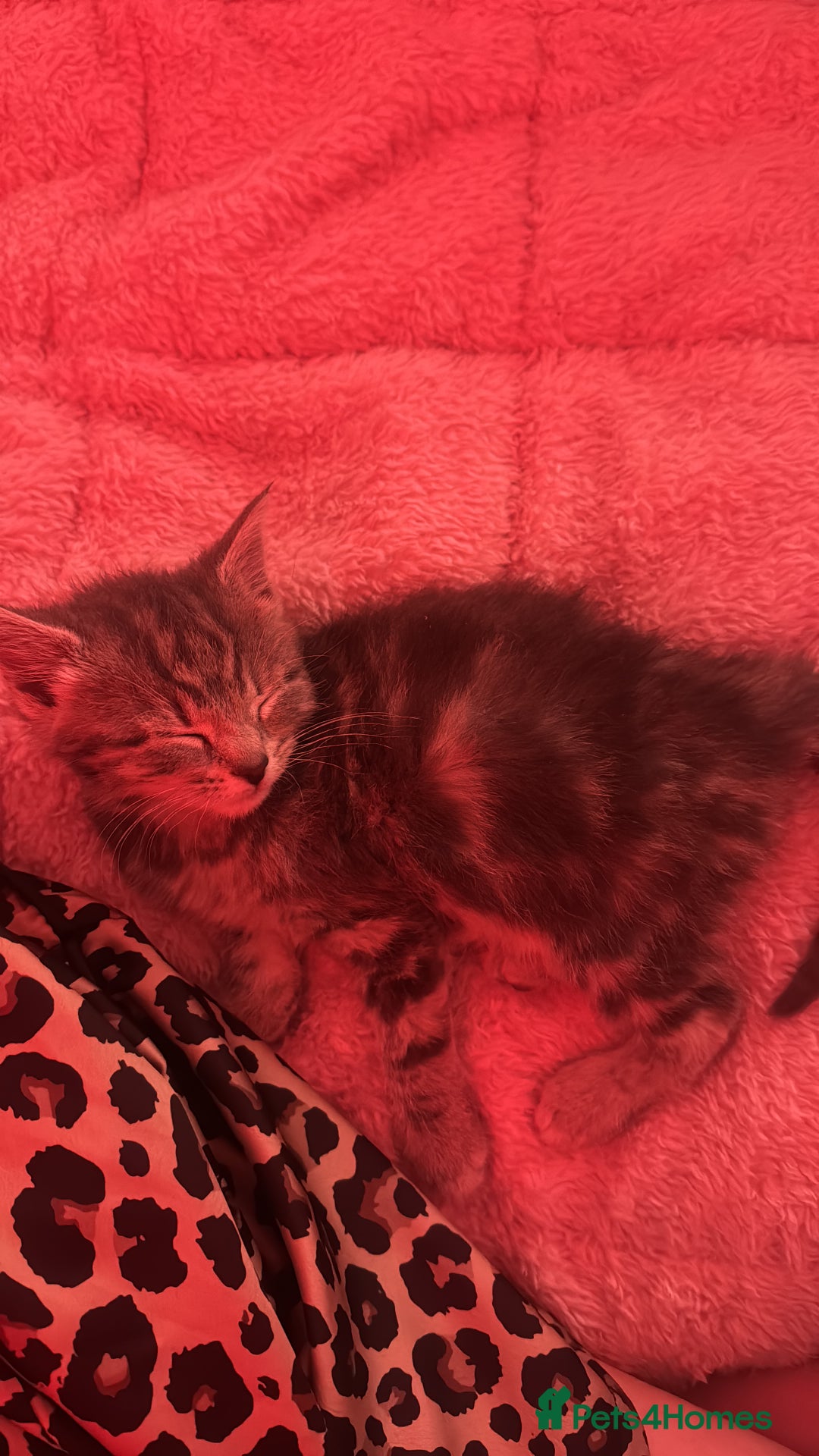 Bengal cats for sale: REDUCED 12week old bengal for sale ASAP - Image 9