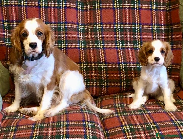 Cavalier King Charles Spaniel dogs 6 Beautiful KC Registered Cavalier King Charles  - Advert 2