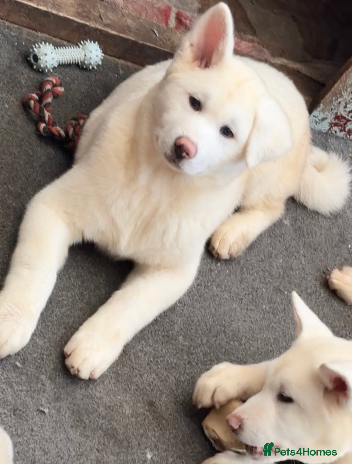 Japanese Akita Inu dogs Japanese Akita Inu - Advert 2