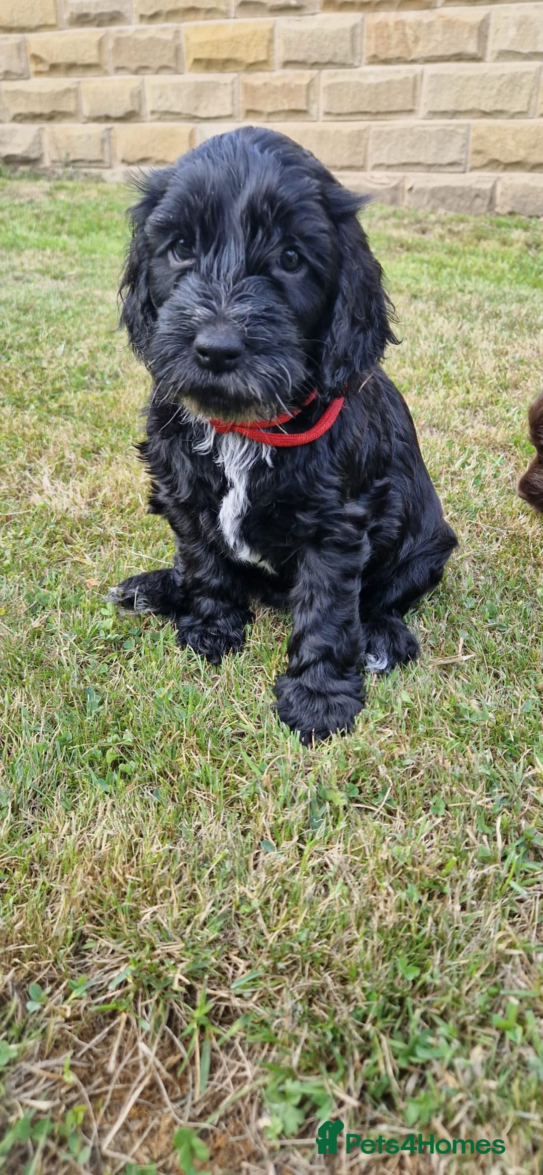 Cockapoo dogs for sale: 1 beautiful f1b girl cockapoo ready now  - Image 1