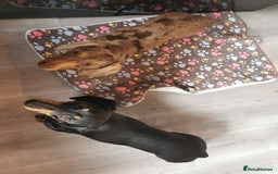 Miniature Dachshund dogs for stud: Miniature chocolate dapple mink dachshund stud dog - Image 19