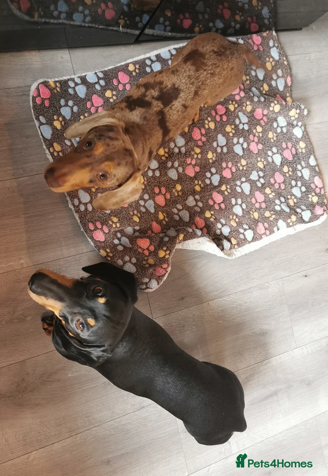 Miniature Dachshund dogs for stud: Miniature chocolate dapple mink dachshund stud dog - Advert 21