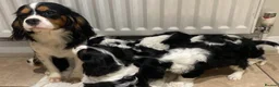Cavalier King Charles Spaniel dogs for sale: Pure king charles cavalier puppys - Advert 20