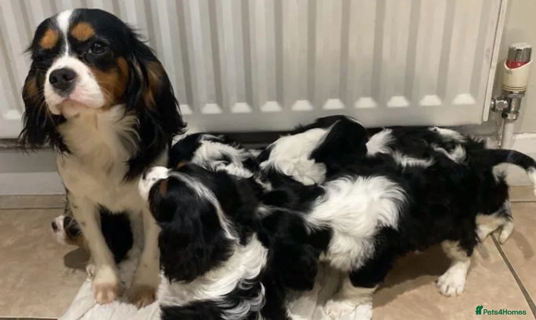 Cavalier King Charles Spaniel dogs for sale: Pure king charles cavalier puppys - Advert 20