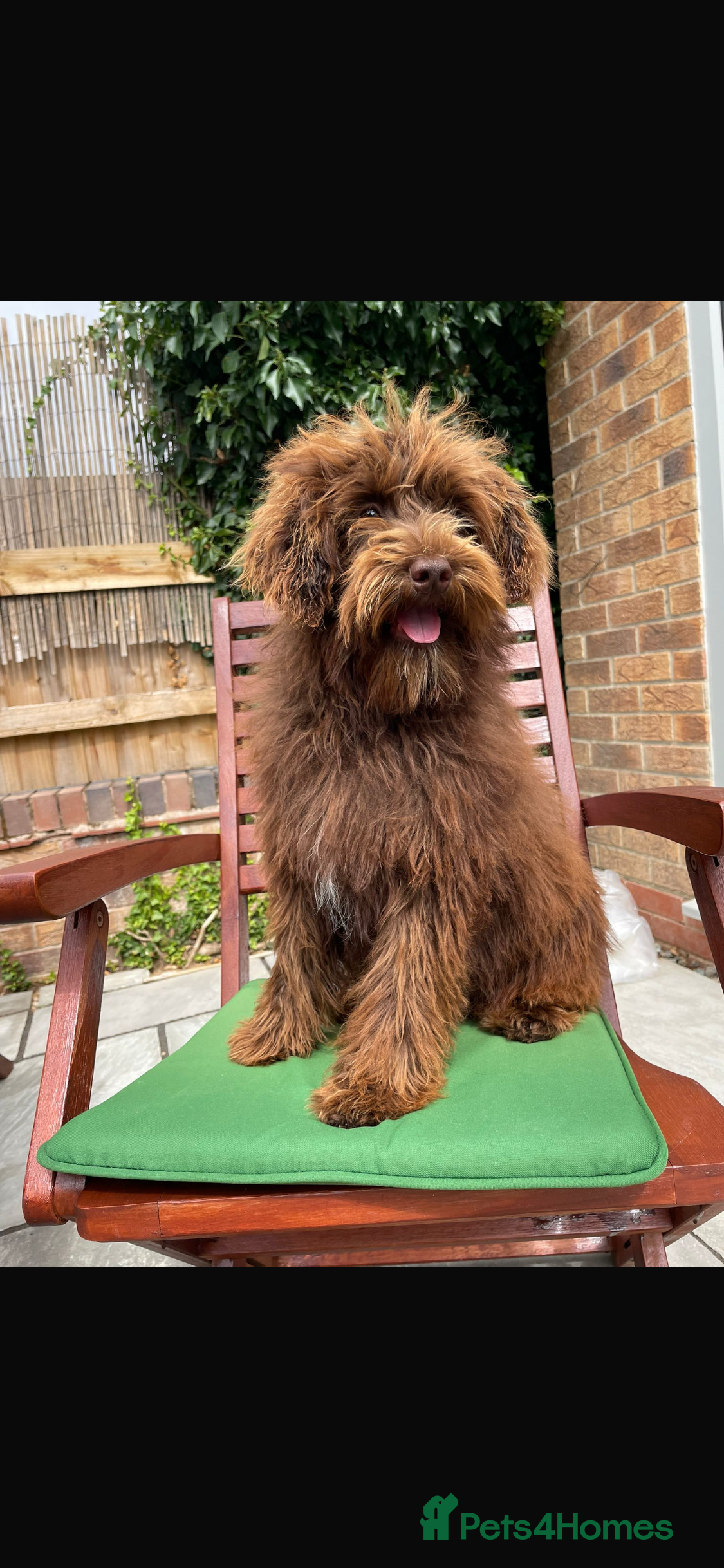 Maltipoo dogs Gorgeous maltipoo cross cavapoo chocolate   - Advert 18