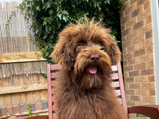 Maltipoo dogs Gorgeous maltipoo cross cavapoo chocolate - Advert 8