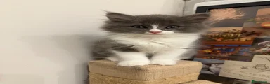 Boy 1