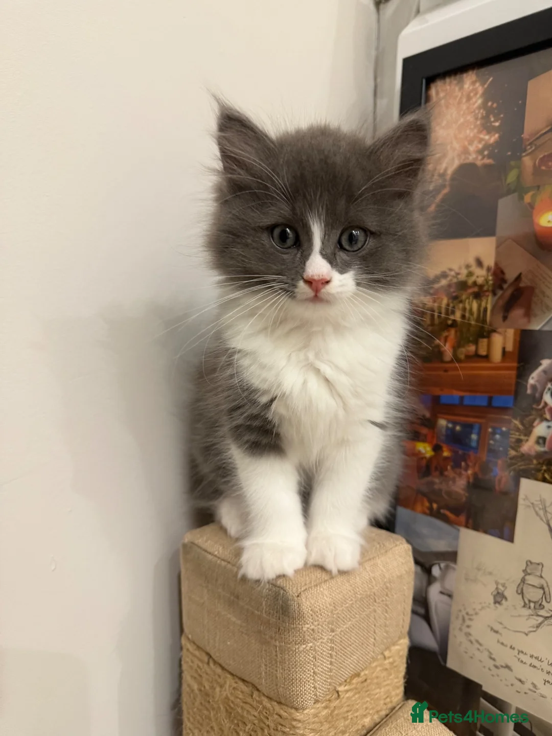 Turkish Angora cats for sale: 2 Boys mix Maincoone, Turkish angora, Persian mix in Faringdon - Advert 1