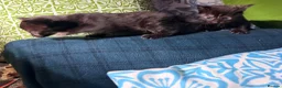 Domestic Shorthair cats for sale: 2 baby tortioushell kittens left - Advert 11