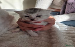 Brazilian Shorthair cats for sale: British shorthair/ domestic - Image 9