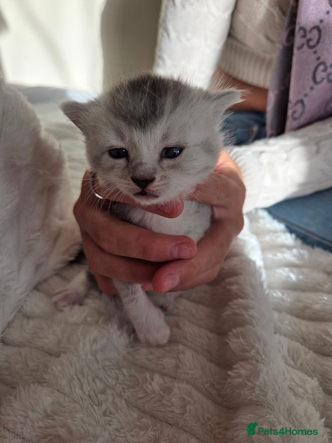 Brazilian Shorthair cats for sale: British shorthair/ domestic - Image 9