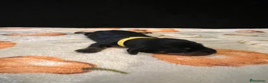 Miniature Dachshund 5