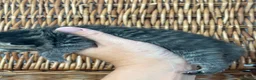 Exotic cats for sale: 3 high quality exotics - Advert 14