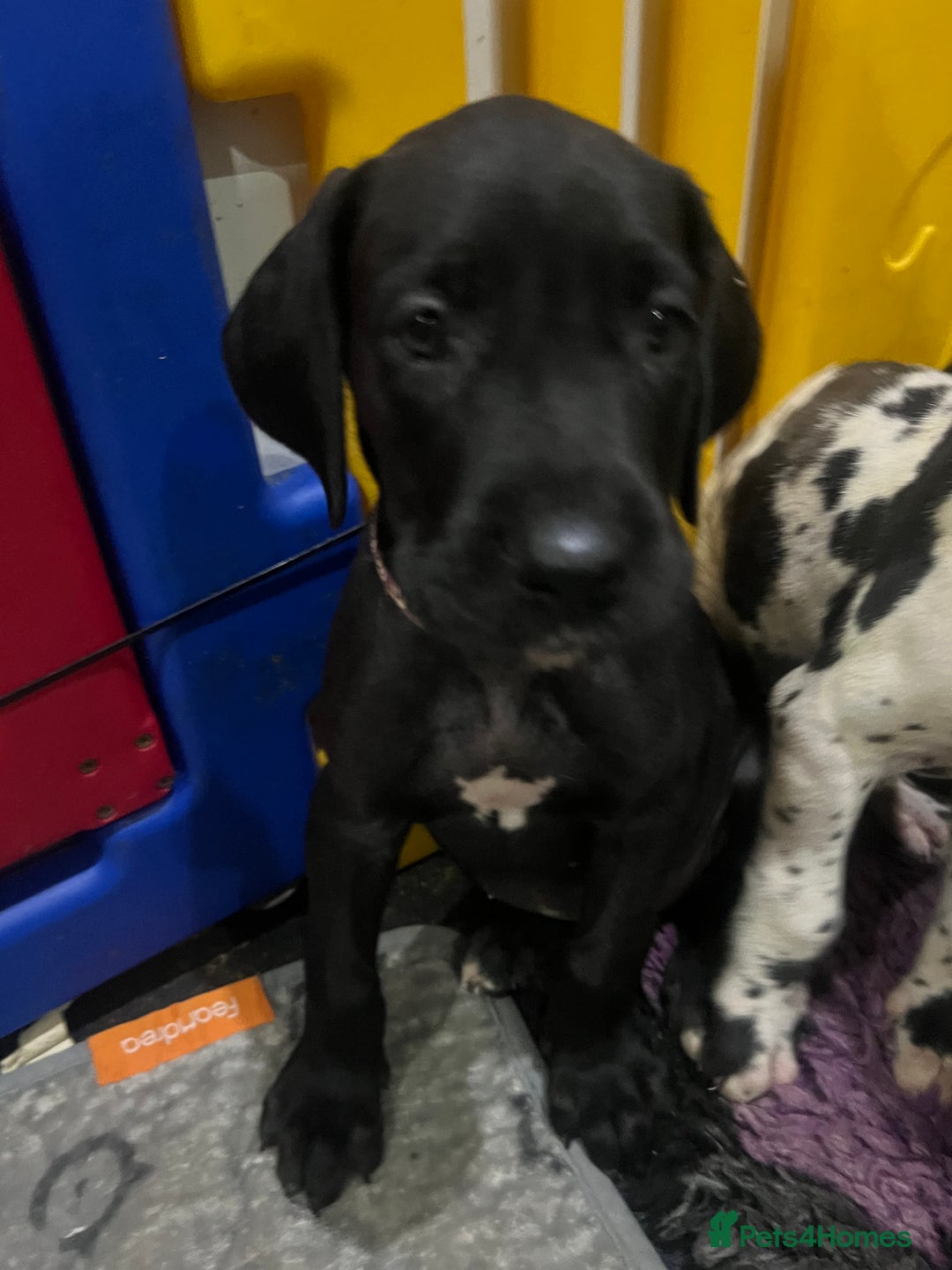 Great Dane dogs for sale: READY NOW PURE BRED GREAT DANE PUPPIES FOR SALE - Image 34