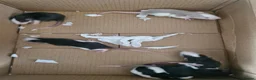 Rat rodents for sale: Baby Rats in Chichester - Advert 2