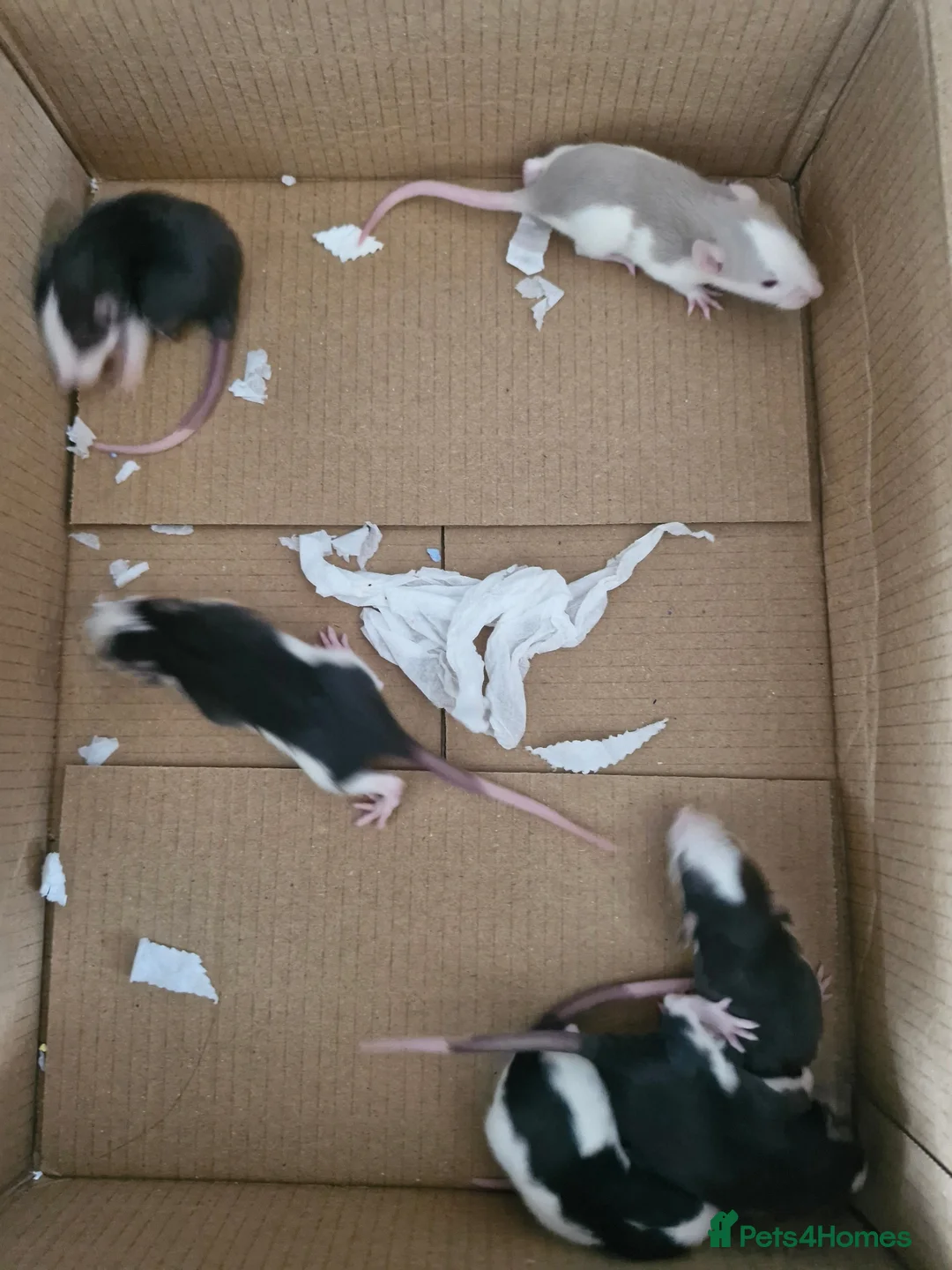 Rat rodents for sale: Baby Rats in Chichester - Advert 2