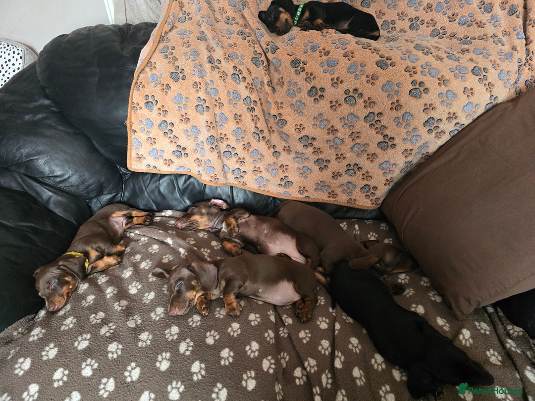 Miniature Dachshund dogs for sale: Minature Dachshund Puppy - Image 13