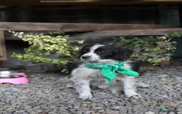 Mixed Breed dogs for adoption: 💖🐶 LOLLY & JOLIE 🐶💖 - Image 19