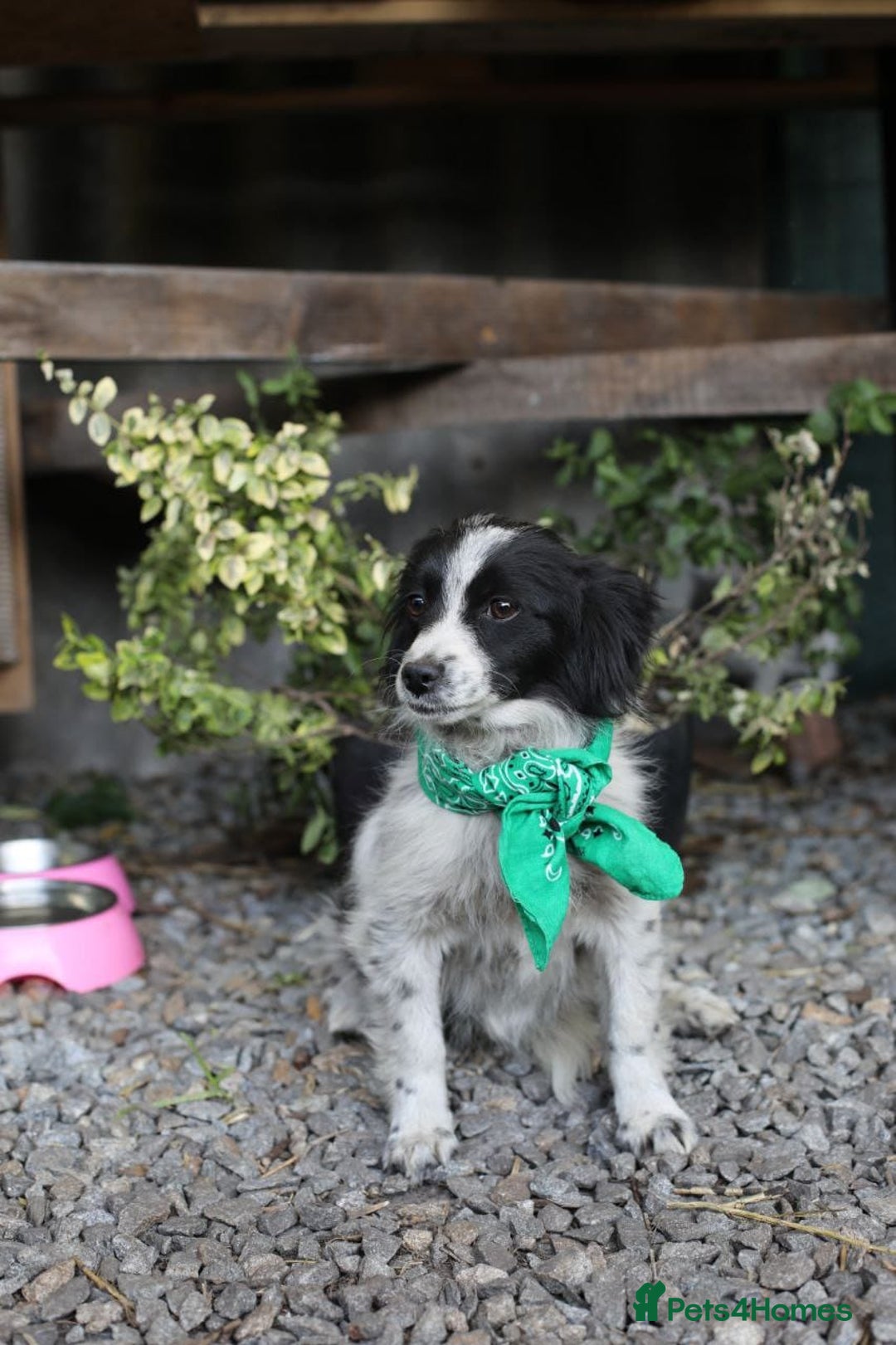 Mixed Breed dogs for adoption: 💖🐶 LOLLY & JOLIE 🐶💖 - Image 19