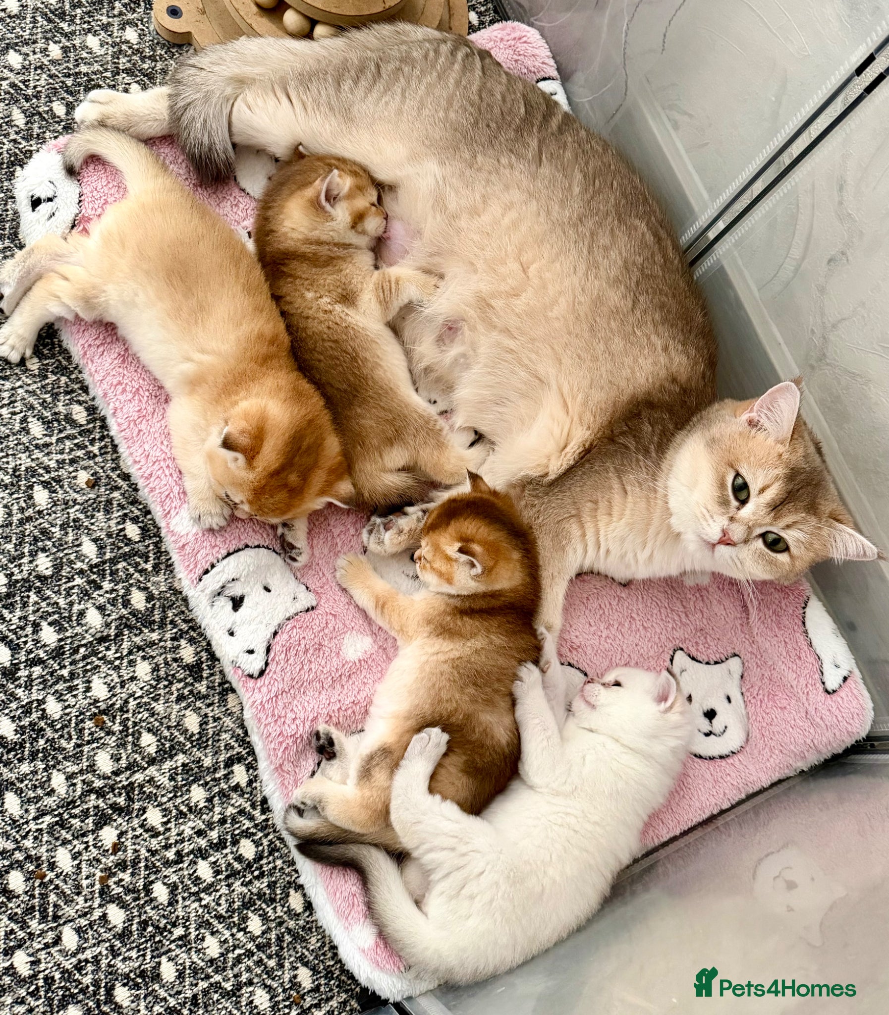 British Shorthair cats Adorable kittens looking for a loving family. - Advert 2