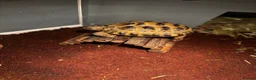 Tortoise reptiles for sale: Horsfield tortoise and set up in Oldham - Advert 5