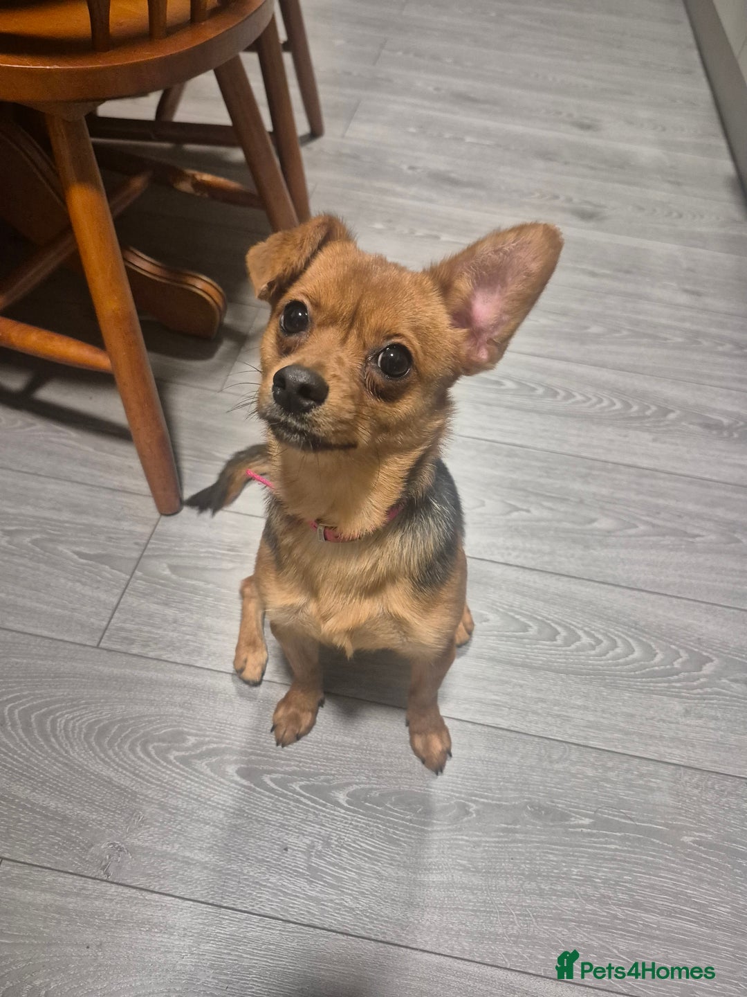 Jack Russell dogs for sale: Jack Russell - Advert 2