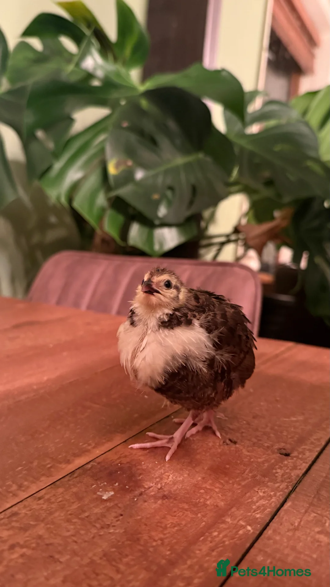 Quail poultry for sale: 🩵Celadon Coturnix quail chicks 💙 - Advert 2