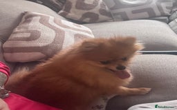 Pomeranian dogs for sale: KC Pomeranian girl - Image 3