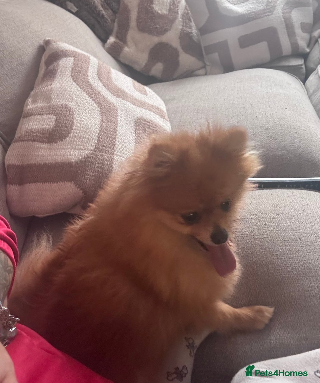 Pomeranian dogs for sale: KC Pomeranian girl - Image 3