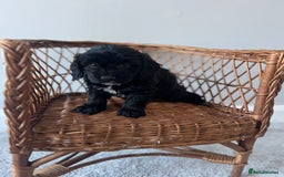 Cockapoo dogs for sale: Cockapoos ready from 10th of November  - Image 21