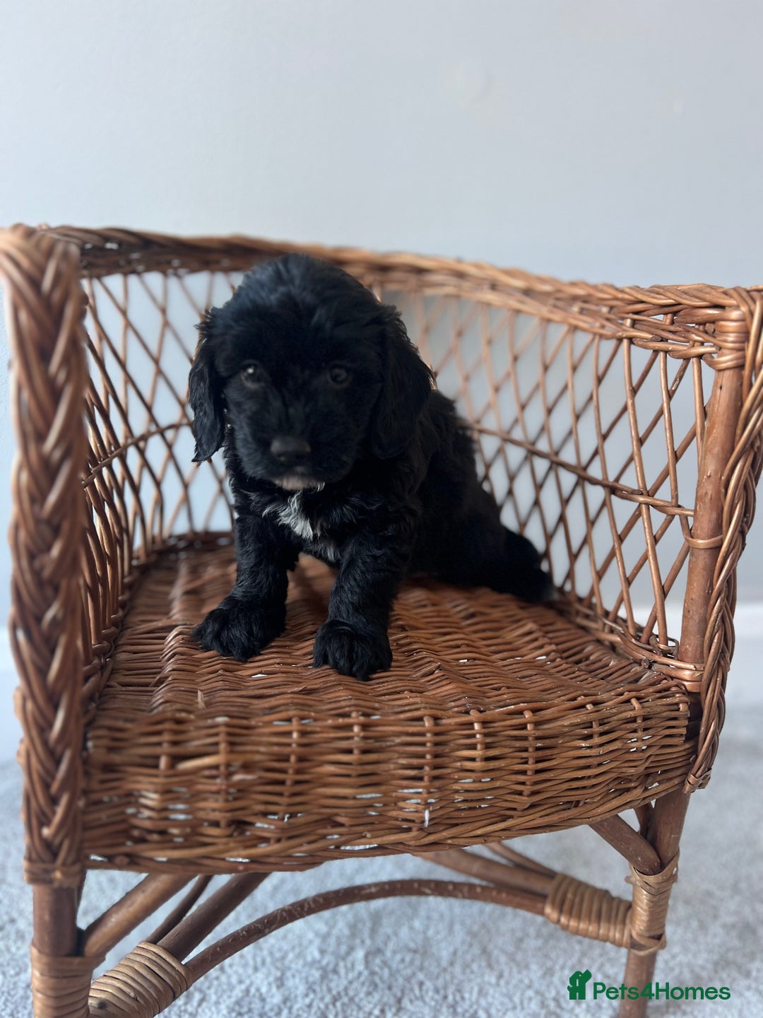 Cockapoo dogs for sale: Cockapoos ready from 10th of November  - Image 21