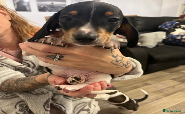 Miniature Dachshund dogs - Advert 5