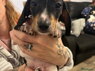 Miniature Dachshund dogs - Advert 1