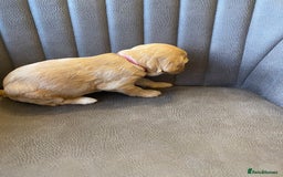 Cockapoo dogs for sale: Cockapoo Puppies - 2 male - 4 female - Image 9