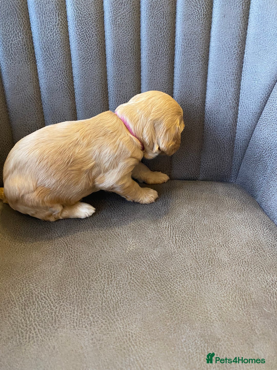 Cockapoo dogs for sale: Cockapoo Puppies - 2 male - 4 female - Image 9