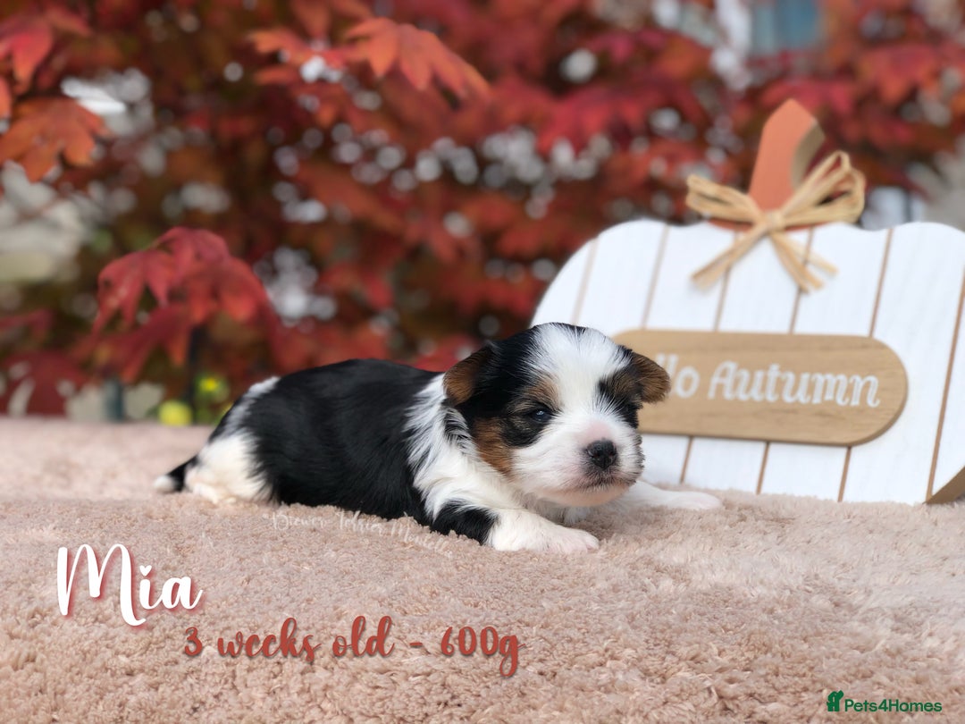 Yorkshire Terrier dogs for sale: Two Beautiful Biewer Terrier Girls! - Image 8