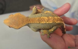 Gecko reptiles for sale: Female Crested Gecko - Image 1